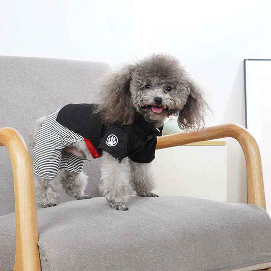Small gray poodle dog wearing black jacket and striped pants standing on gray armchair