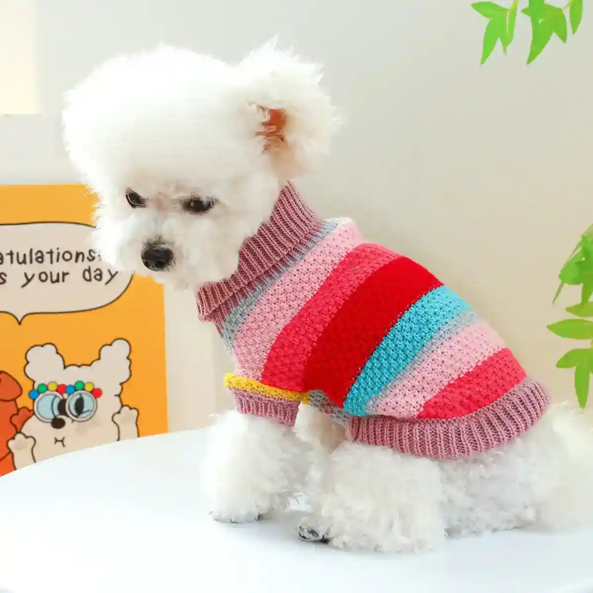 White fluffy dog wearing a colorful striped knitted sweater sitting on white table with playful cartoon background