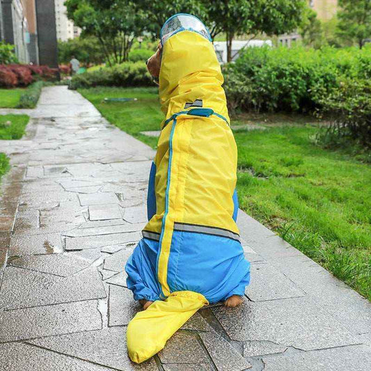 Dog wearing a blue and yellow raincoat walking on a wet stone path in a green park