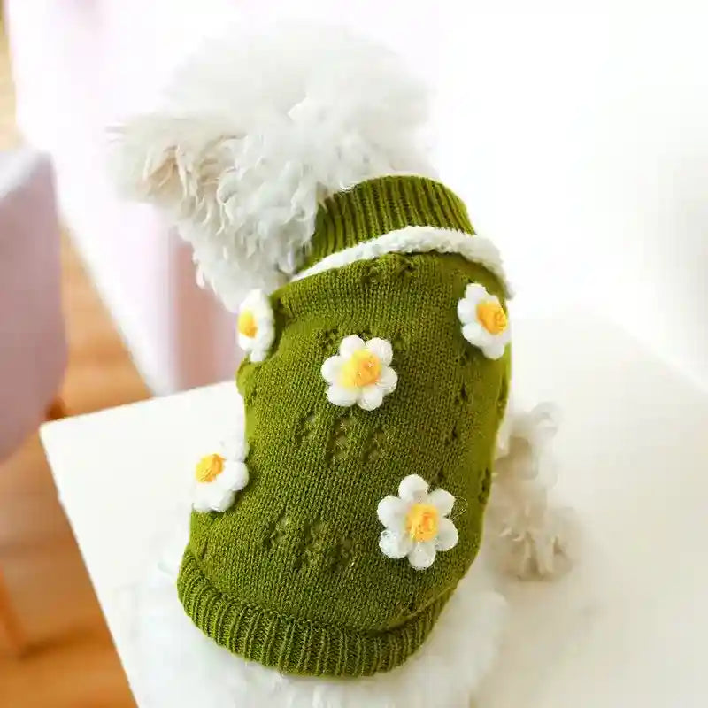 Small white dog wearing green knitted sweater with white and yellow flower patterns indoors