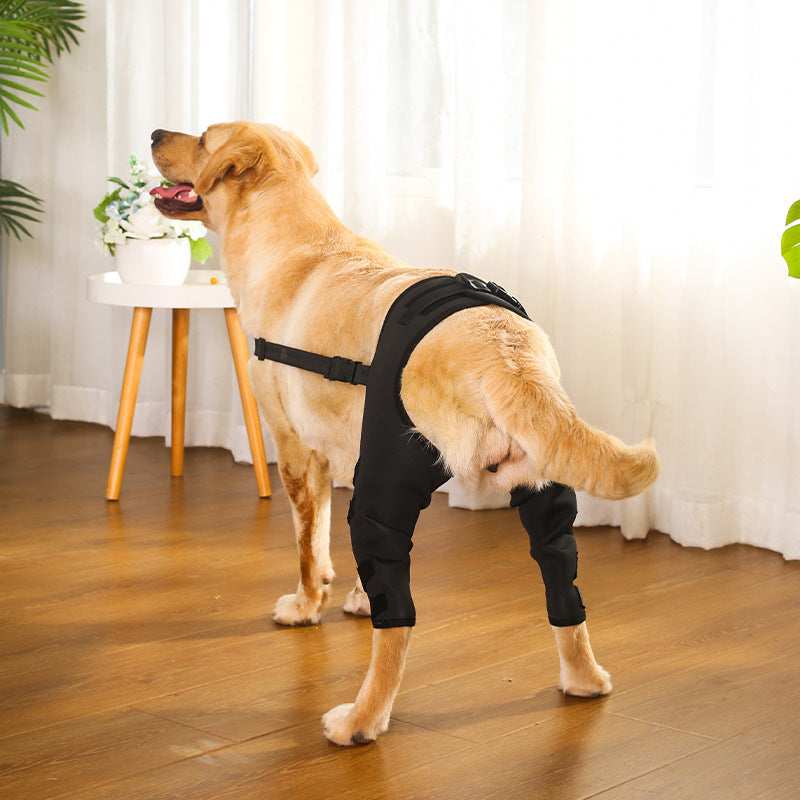 Tutore per zampe posteriori per cani | Recupero post-operatorio | DogModa