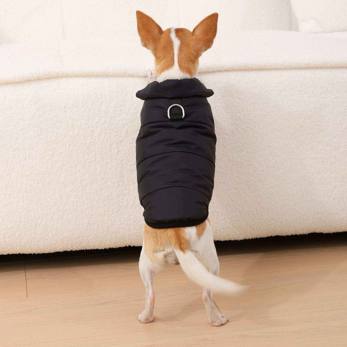 Cappotto per chihuahua e cani piccoli Orlando con pettorina - foto 3