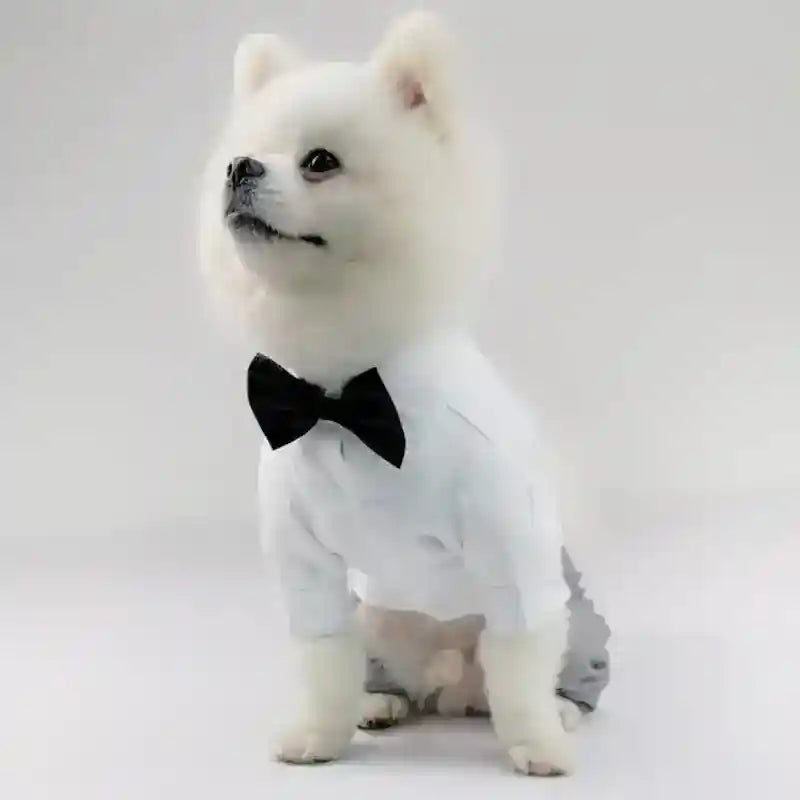 White fluffy dog wearing a white shirt and black bow tie sitting on plain background