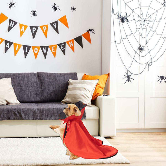 Dog in red Halloween vampire cape in decorated living room with orange and black spider banners