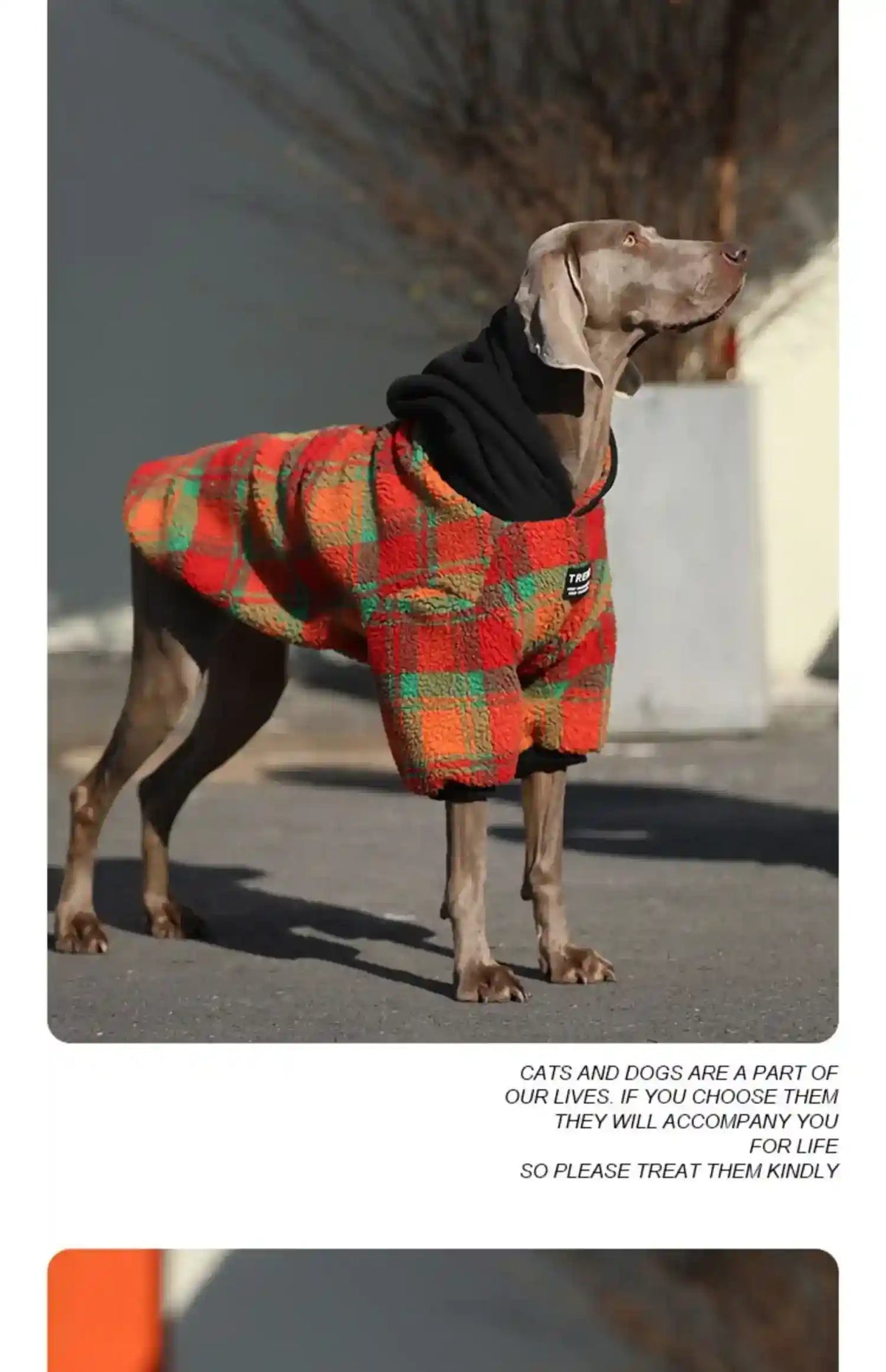 Cappotto per Cani con Cappuccio in Pile Caldo - Imbottito by Dog Moda