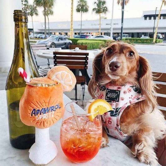 Small brown dog wearing floral Sassy Woof harness at outdoor cafe table with Apawrol Spritz dog toy and cocktail glass
