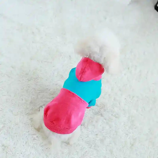 Small white dog wearing a blue and pink hoodie sitting on a white carpet