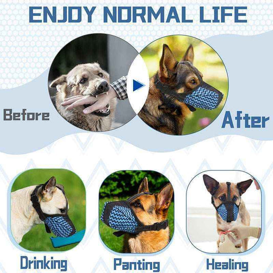 Before and after images of dogs wearing blue patterned muzzles for safe drinking, panting, and healing