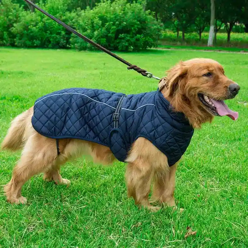 Golden retriever wearing a navy quilted dog coat outdoors on green grass with leash attached