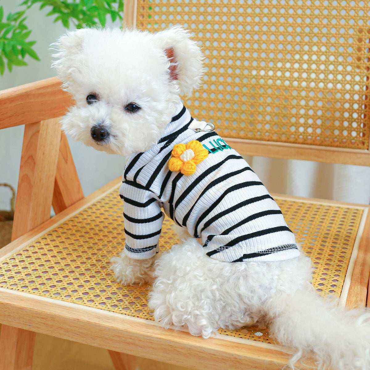 Maglia per Cani "Mercì" – Comfort, Stile e Protezione by Dog Moda