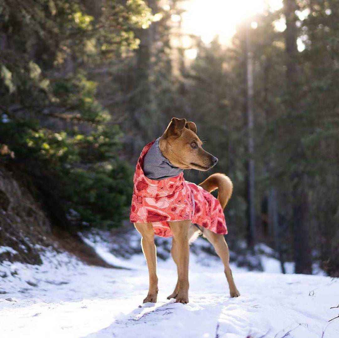 Cappotto trapuntato per cani "North Ice" – Protezione termica per le escursioni invernali by Dog Moda