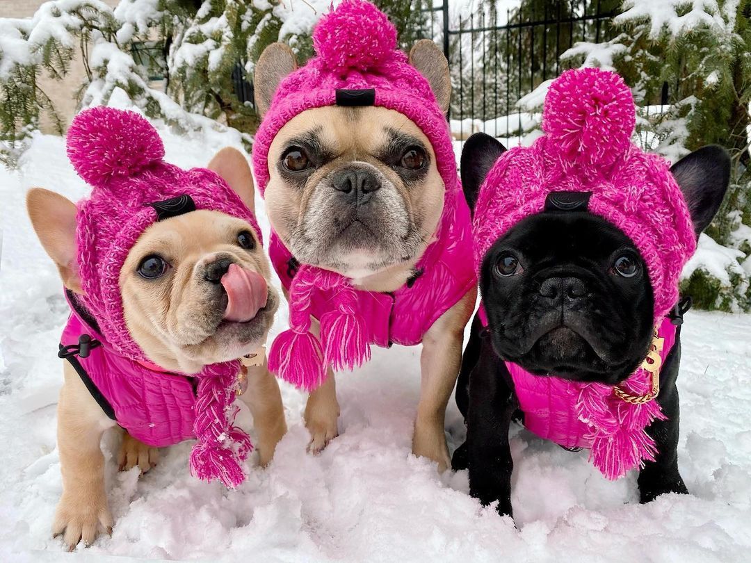 Cappello in Lana per Cani Piccola Taglia "Saint Moritz" - Eleganza e Comfort Invernale