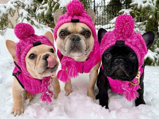 Cappello in Lana per Cani Piccola Taglia "Saint Moritz" - Eleganza e Comfort Invernale by Dog Moda