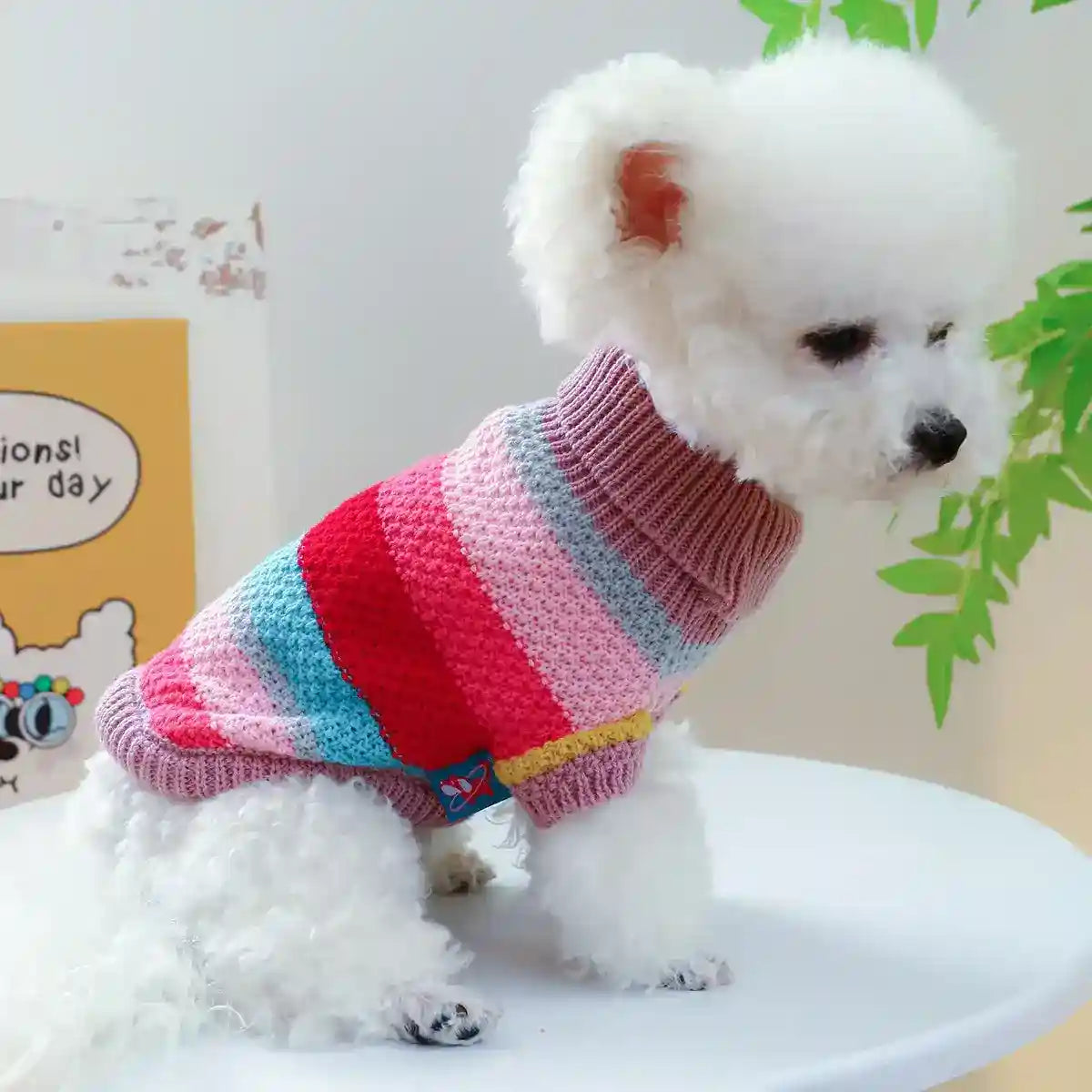 Small white fluffy dog wearing colorful striped knit sweater sitting on white table indoors