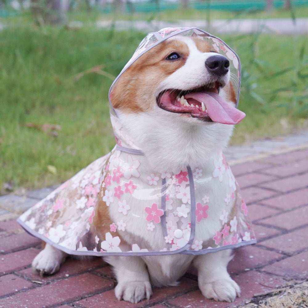 Happy Corgi wearing transparent floral raincoat sitting on brick path with green grass background