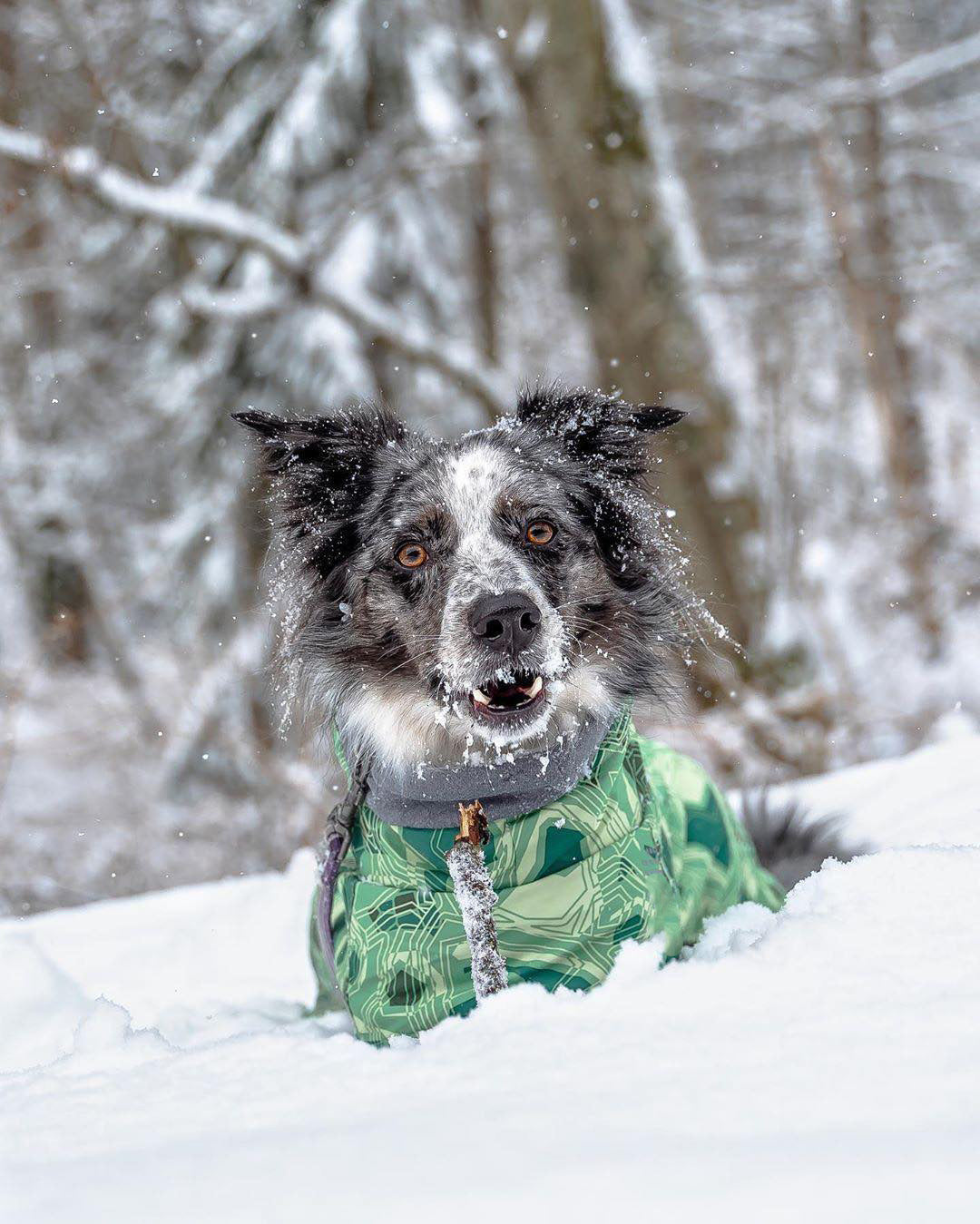 Cappotto trapuntato per cani "North Ice" – Protezione termica per le escursioni invernali