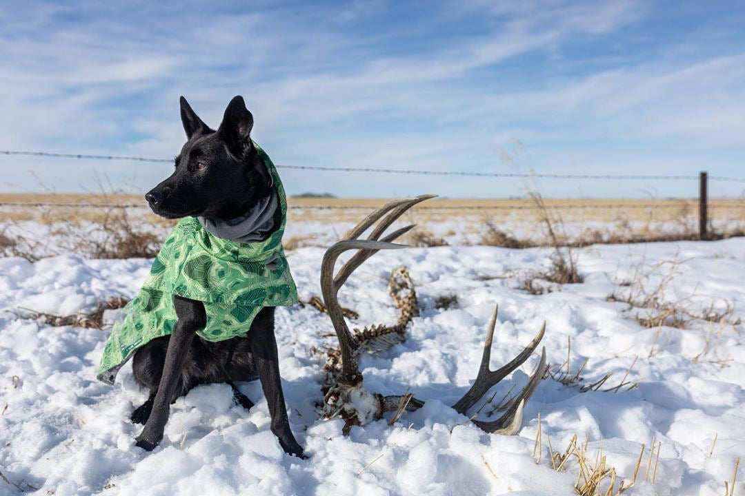 Cappotto trapuntato per cani "North Ice" – Protezione termica per le escursioni invernali by Dog Moda