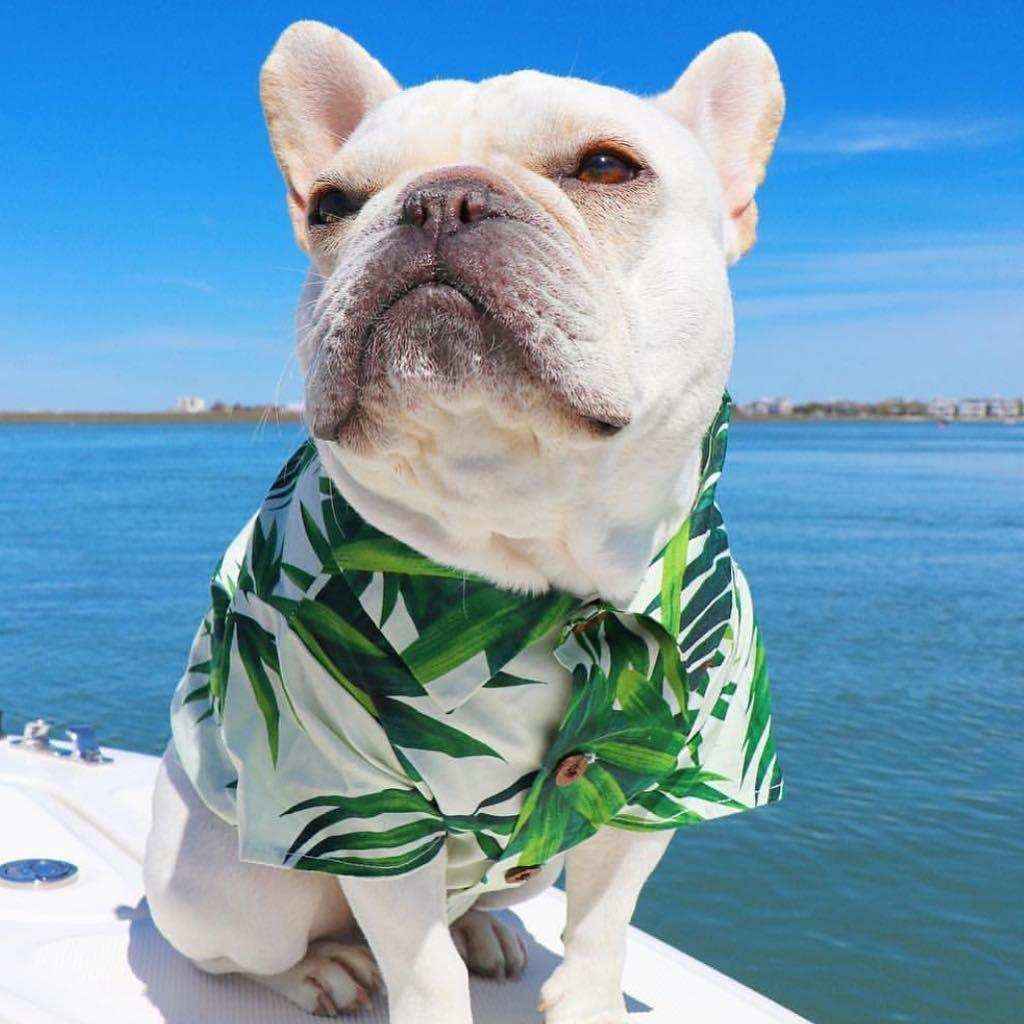 Camicetta per cani "Waikiki" by Dog Moda