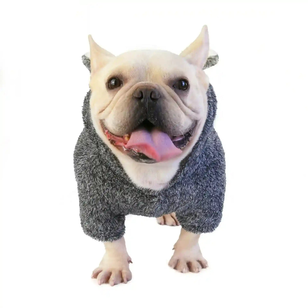 happy French Bulldog wearing a cozy gray fuzzy sweater on white background