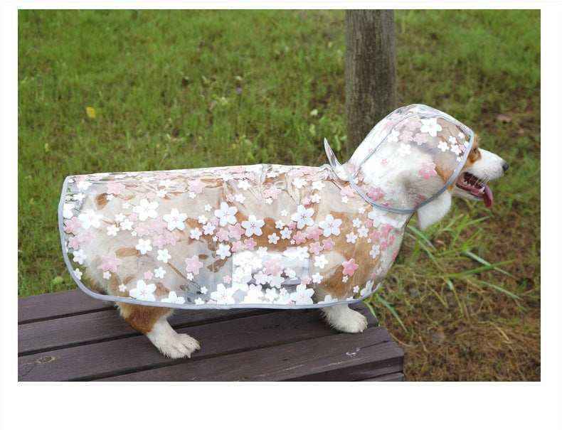 Corgi dog wearing transparent floral raincoat while standing on wooden bench outdoors