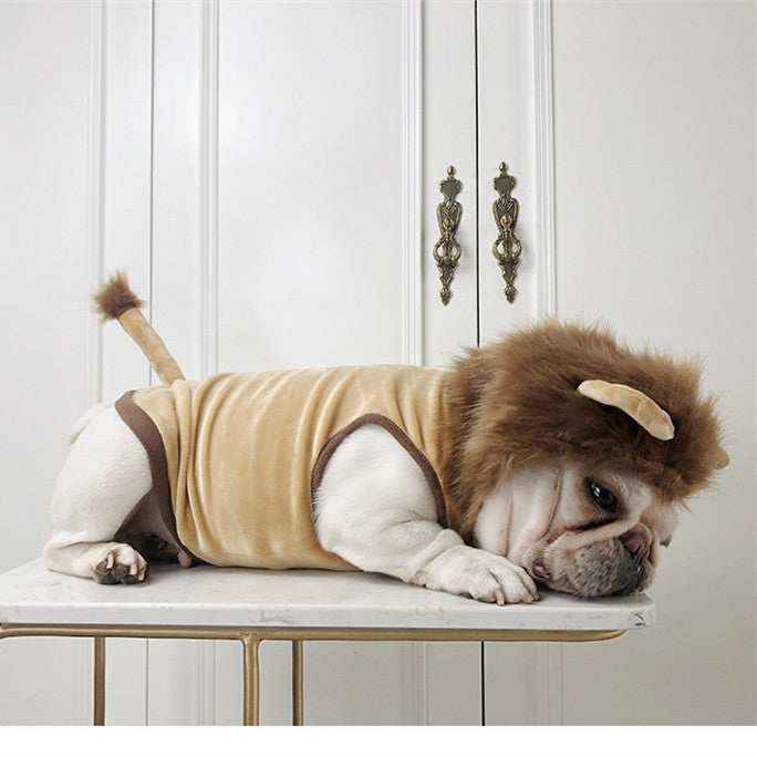 English bulldog lying on table wearing a lion costume with mane and tail against white cabinet