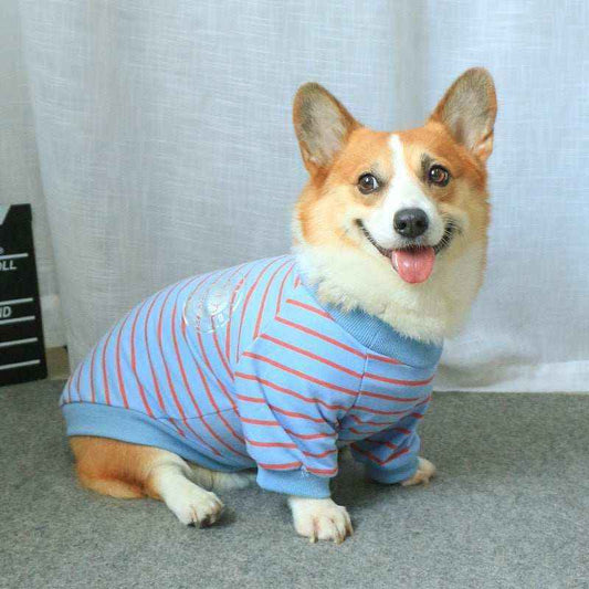 Happy corgi dog wearing a blue striped shirt sitting on gray carpet indoors