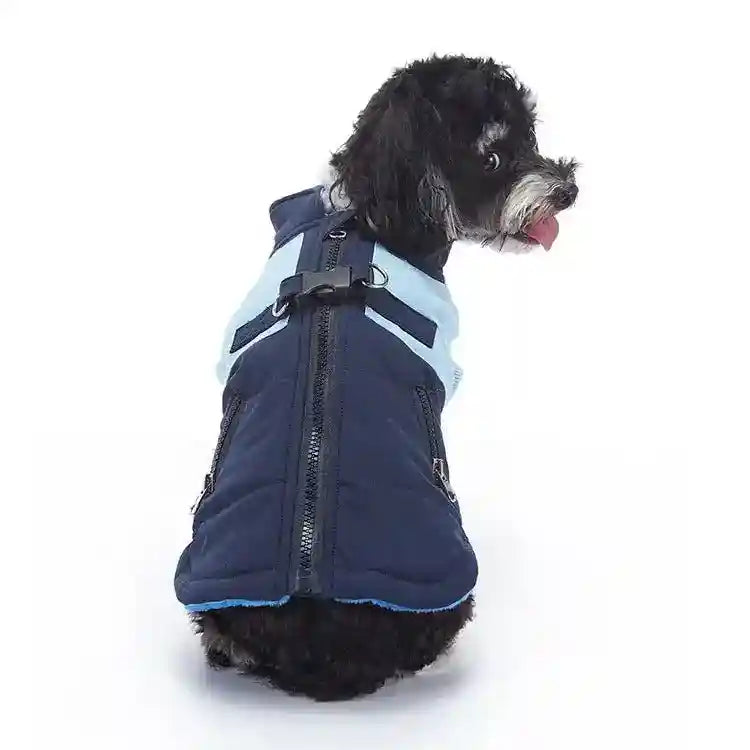 Small black and white dog wearing a blue and light blue padded dog jacket with zipper and buckle