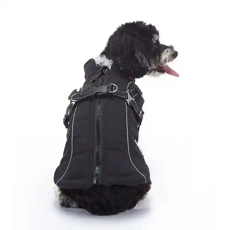 Small black and white dog wearing a black alpaca dog coat with harness against white background