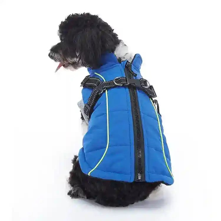 Small black and white dog wearing a blue padded harness jacket with zipper and reflective stripes