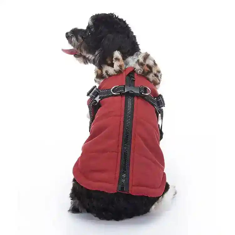 Small black dog wearing red alpaca-fur lined winter coat with harness on white background