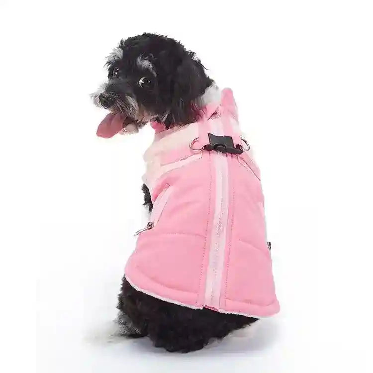 Small black and white dog wearing a pink padded dog jacket with buckle and zipper on white background
