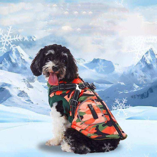 Small black and white dog wearing orange camo dog jacket with harness in snowy mountain background