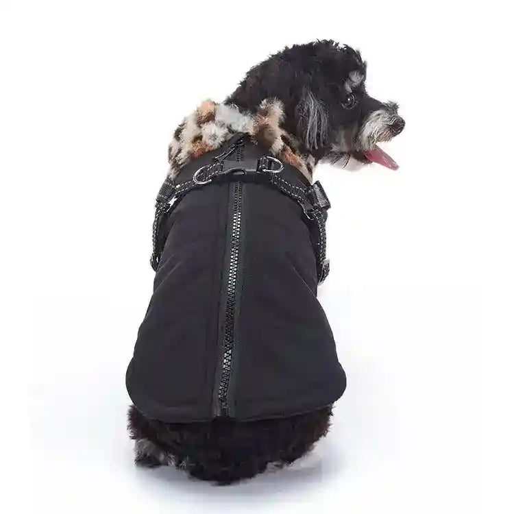 Small black dog wearing a black alpaca-fur lined winter coat with a zipper and harness on white background