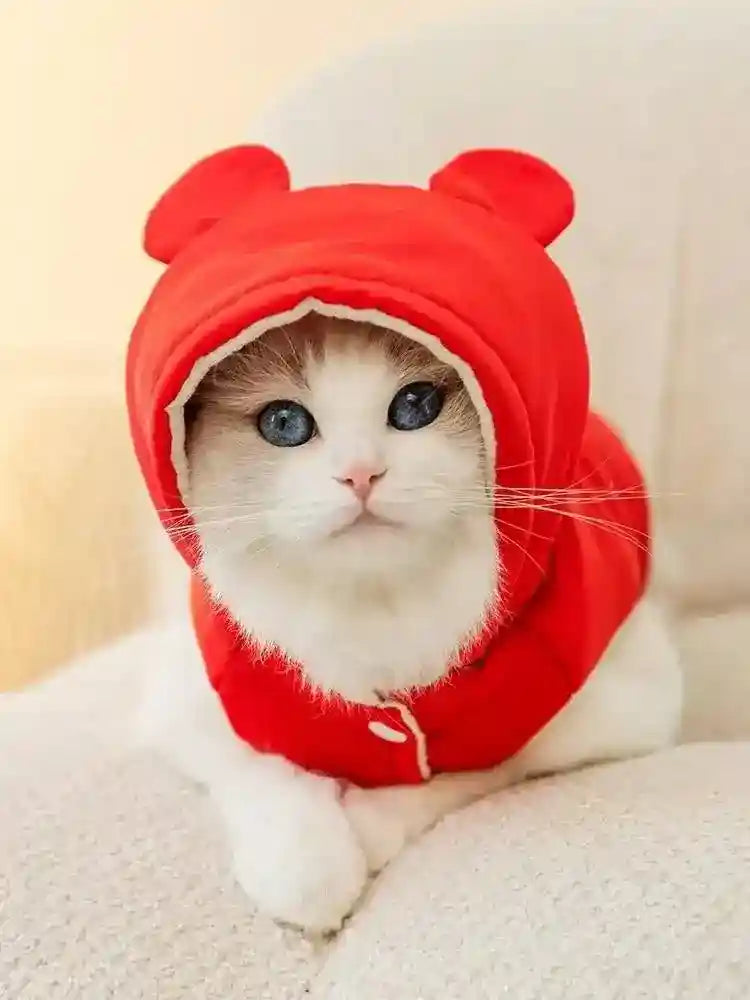 White cat with blue eyes wearing a red hooded pet coat with ears, sitting on a beige sofa