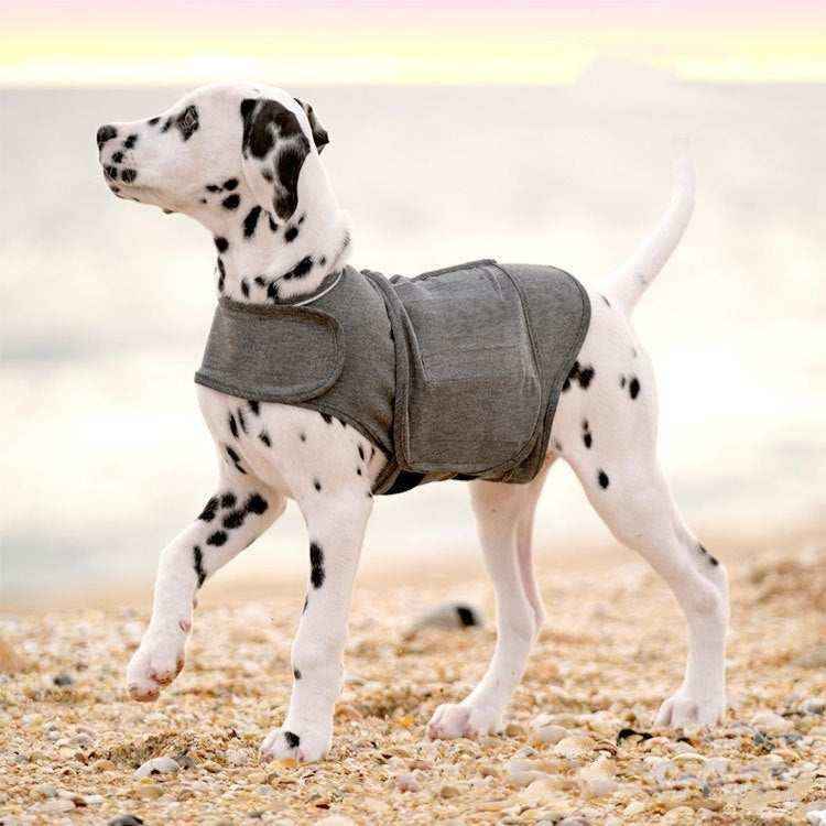 Dalmatian dog wearing a gray protective vest standing on a rocky beach at sunset