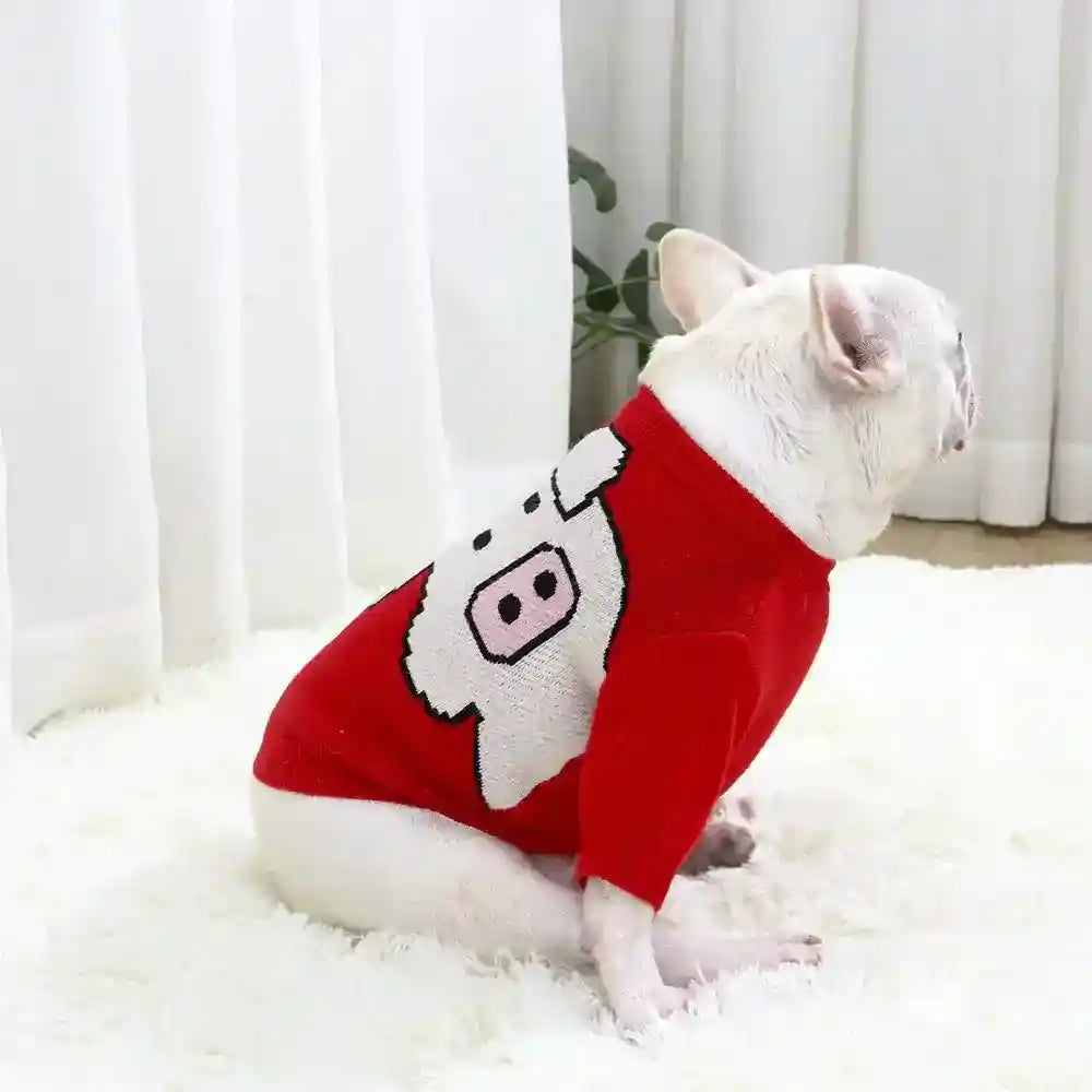 White French Bulldog wearing red sweater with pig design sitting on white rug near white curtains