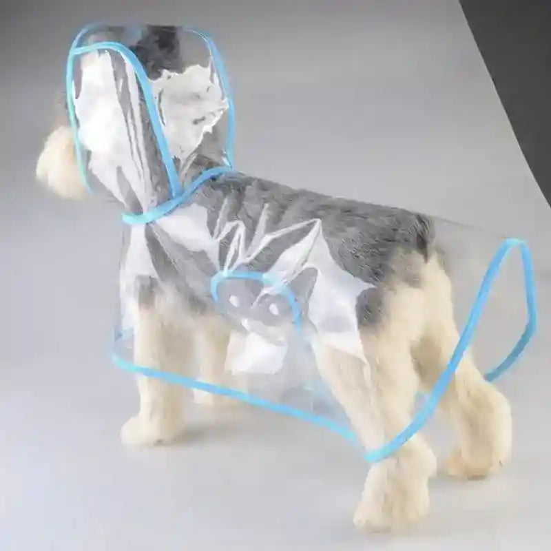Small dog wearing clear waterproof raincoat with blue trim and hood