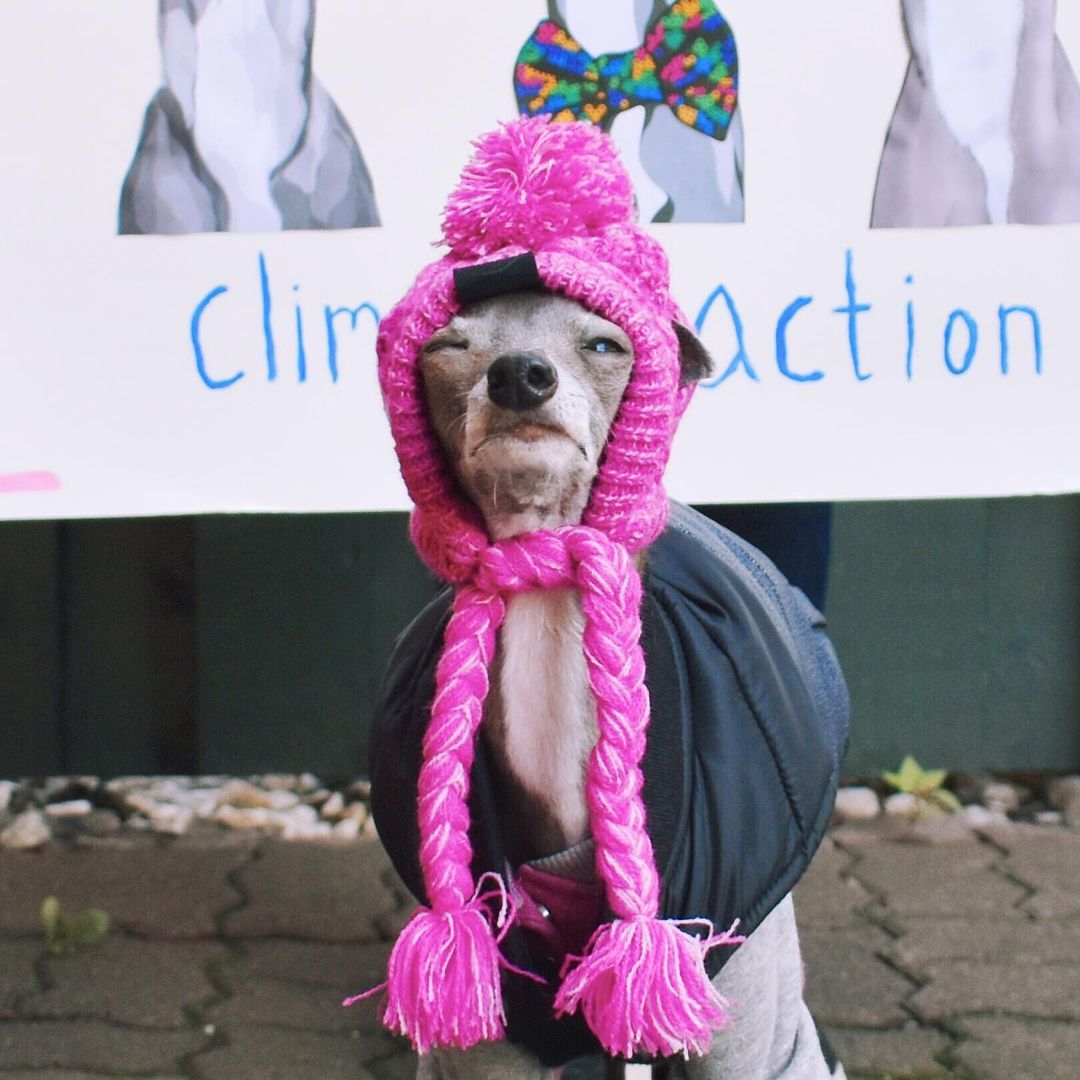 Cappello in Lana per Cani Piccola Taglia "Saint Moritz" - Eleganza e Comfort Invernale