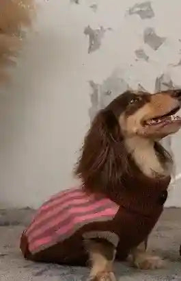 Maglione Cani Collo Alto Wiene Day - Caldo e Trendy by Dog Moda