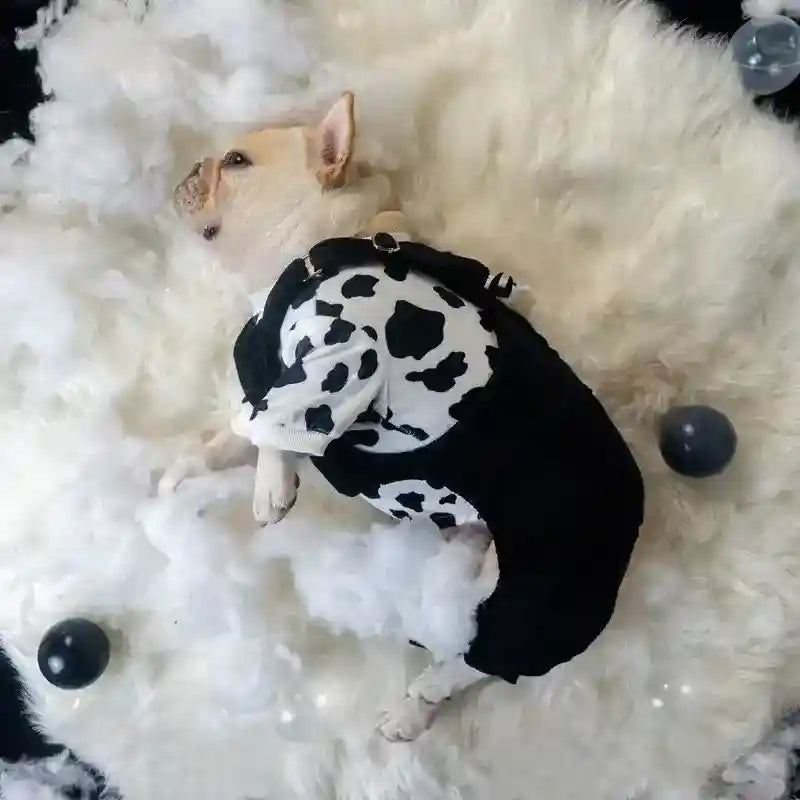 French Bulldog lying on a white fluffy rug wearing a black and white cow print outfit with black balls nearby