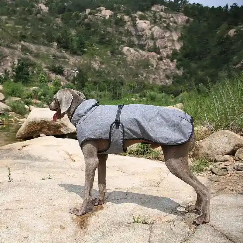 Gray dog coat on a Weimaraner standing on rocky terrain near a river and green forest