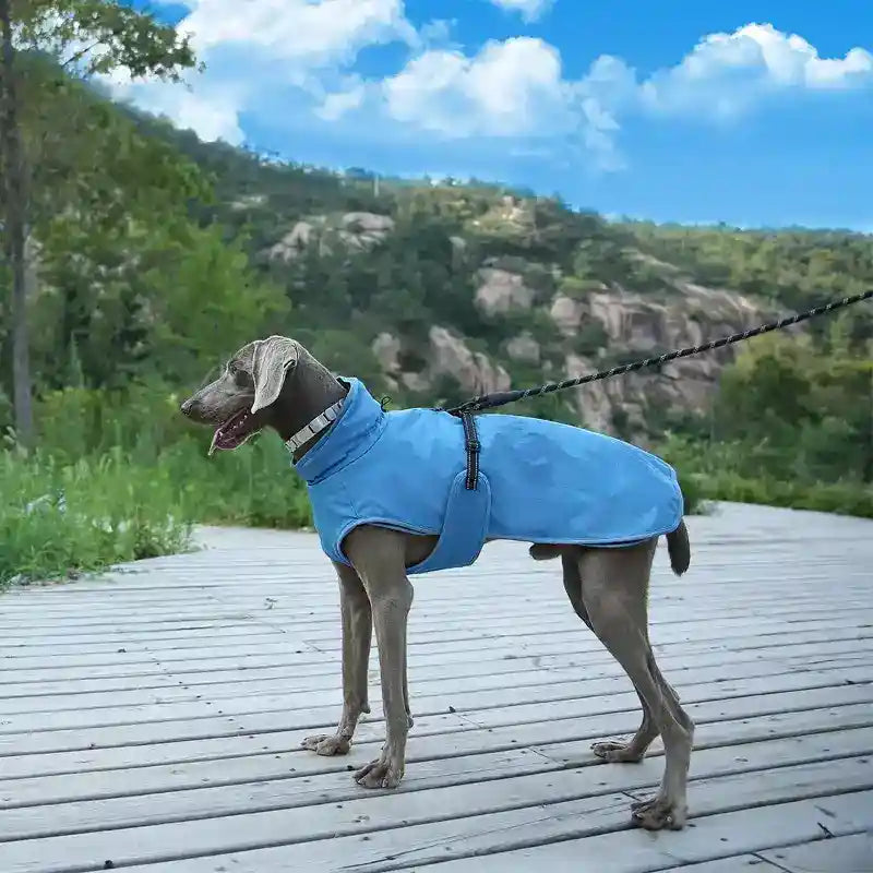 Weimaraner dog wearing blue coat standing on wooden pathway in mountain park on leash