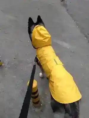 Black and white dog wearing a bright yellow raincoat with hood, walking on a grey pavement leash