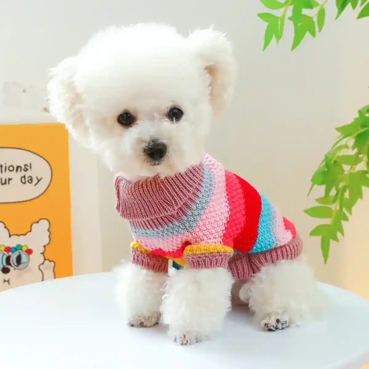 Small white fluffy dog wearing colorful striped knit sweater sitting on a white table indoors
