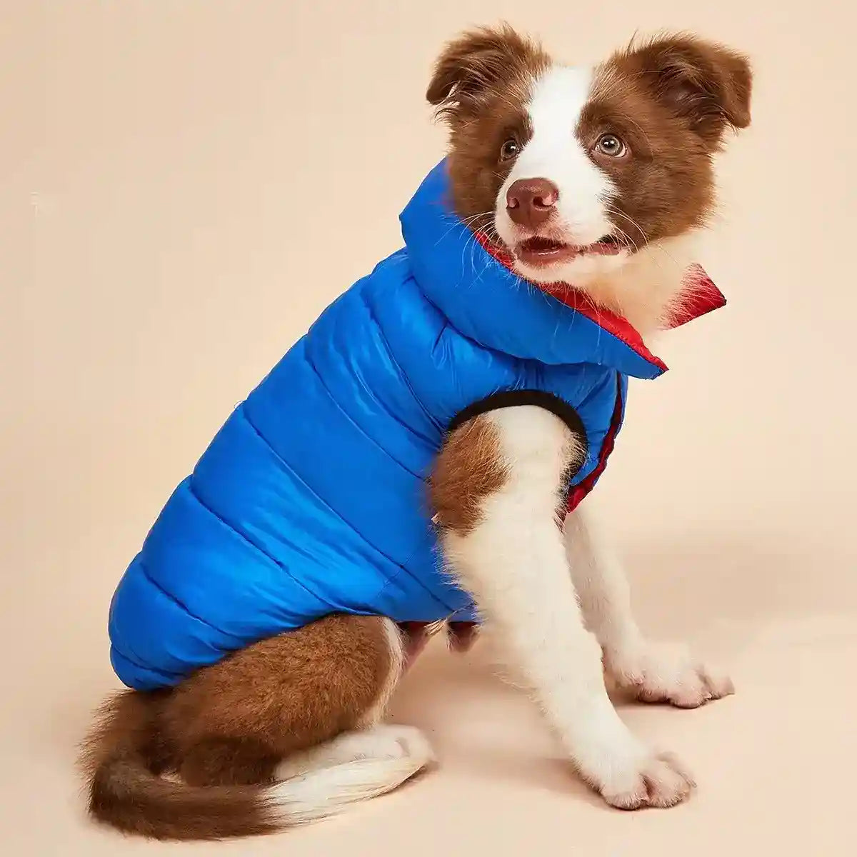 brown and white border collie puppy wearing a blue and red padded dog jacket sitting on beige background