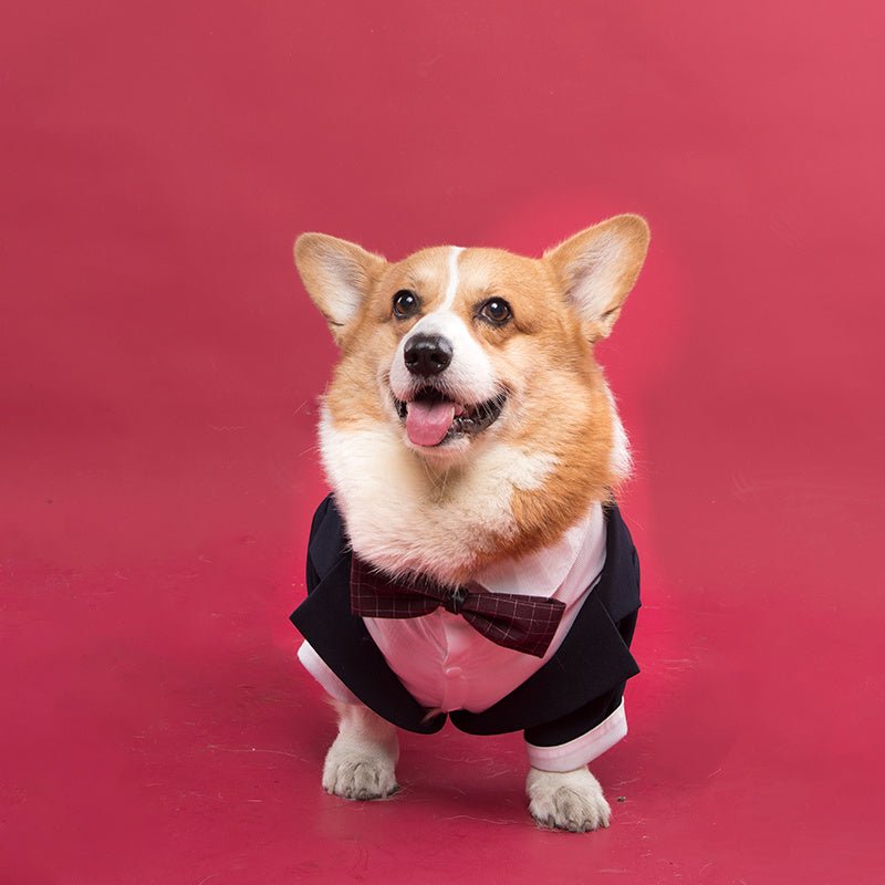 Eleganza Canina per le Nozze vestito da cerimonia per cani grandi - Dog Moda