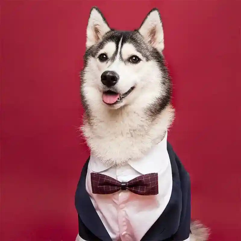 Eleganza Canina per le Nozze vestito da cerimonia per cani grandi - Dog Moda