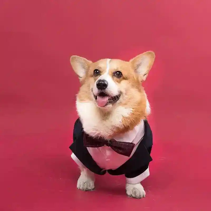 Eleganza Canina per le Nozze vestito da cerimonia per cani grandi - Dog Moda