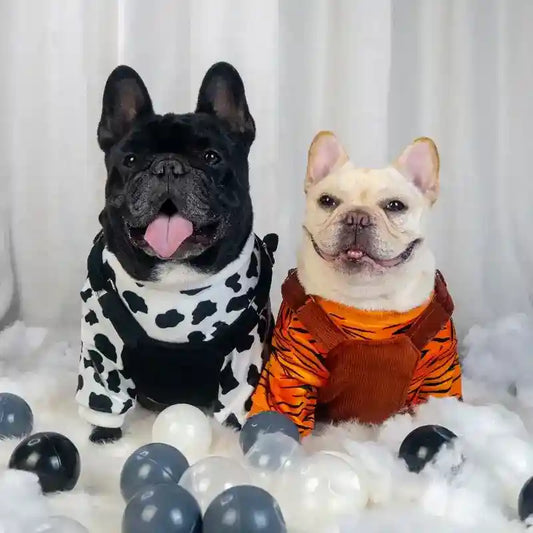 Two French Bulldogs wearing black and white cow print and orange tiger stripe outfits, posing on fluffy white surface with black and white balloons