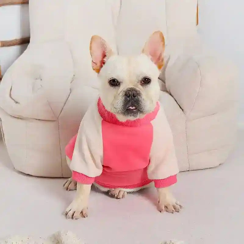 French bulldog wearing a pink and beige sweater sitting in front of a beige armchair on a light floor